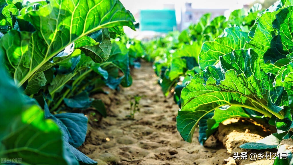 蔬菜种植尿素最佳施肥时间段,蔬菜施尿素的正确方法