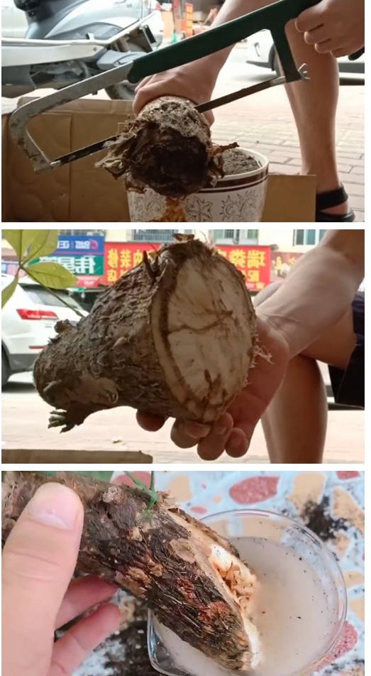 发财树叶子生病虫害打什么药,发财树有病虫害怎么处理