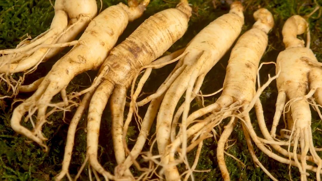 吉林长白山人参东北特产新鲜人参,官方旗舰店正宗长白山人参