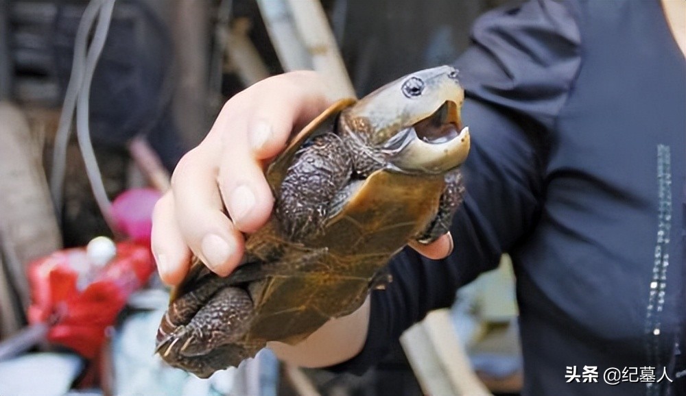 北京一男子捡到一个乌龟养了七年,12年男子捡到乌龟养了7年发现异常