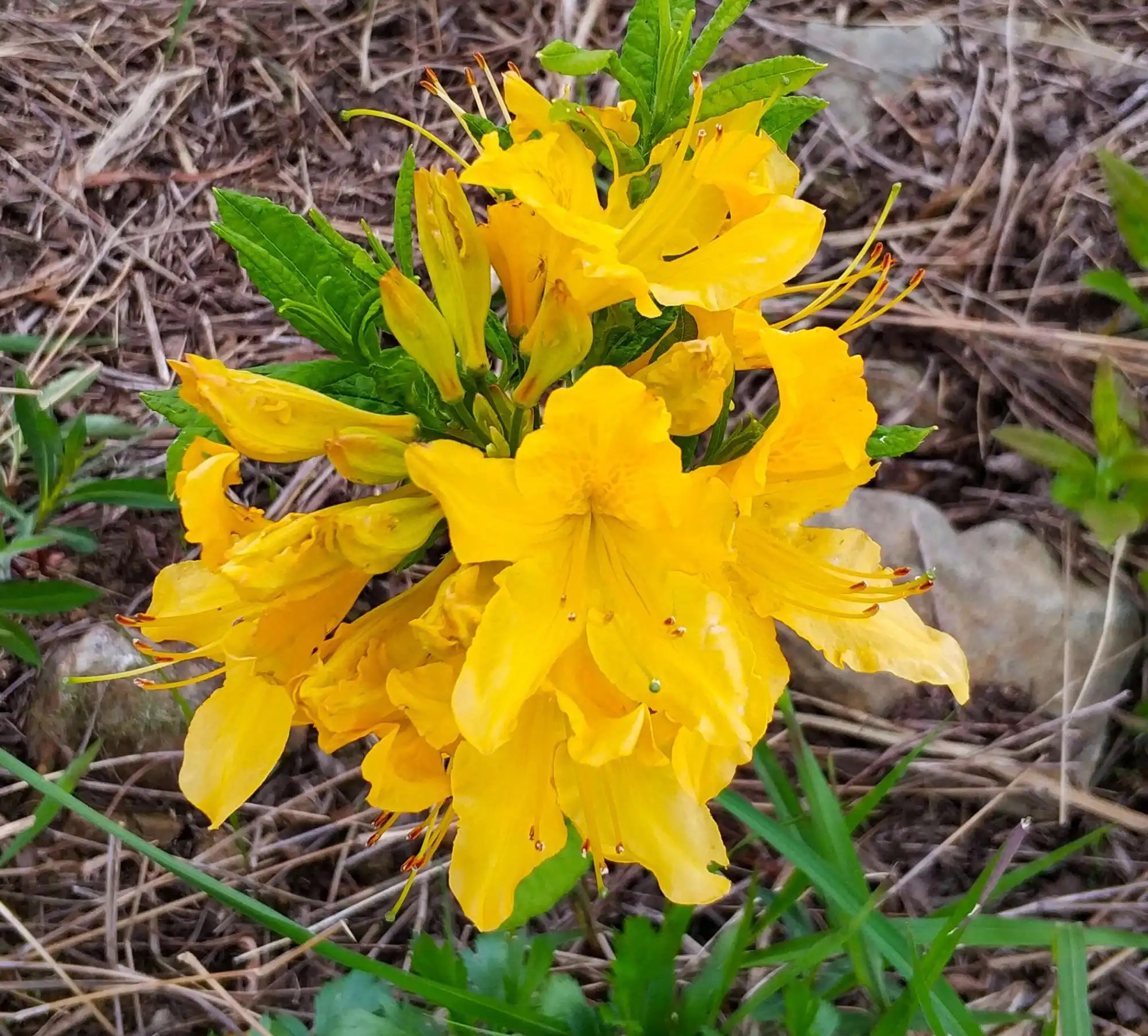 怀孕后卧室里不可以养绿植,哪些花草孕妇不能养在家里面