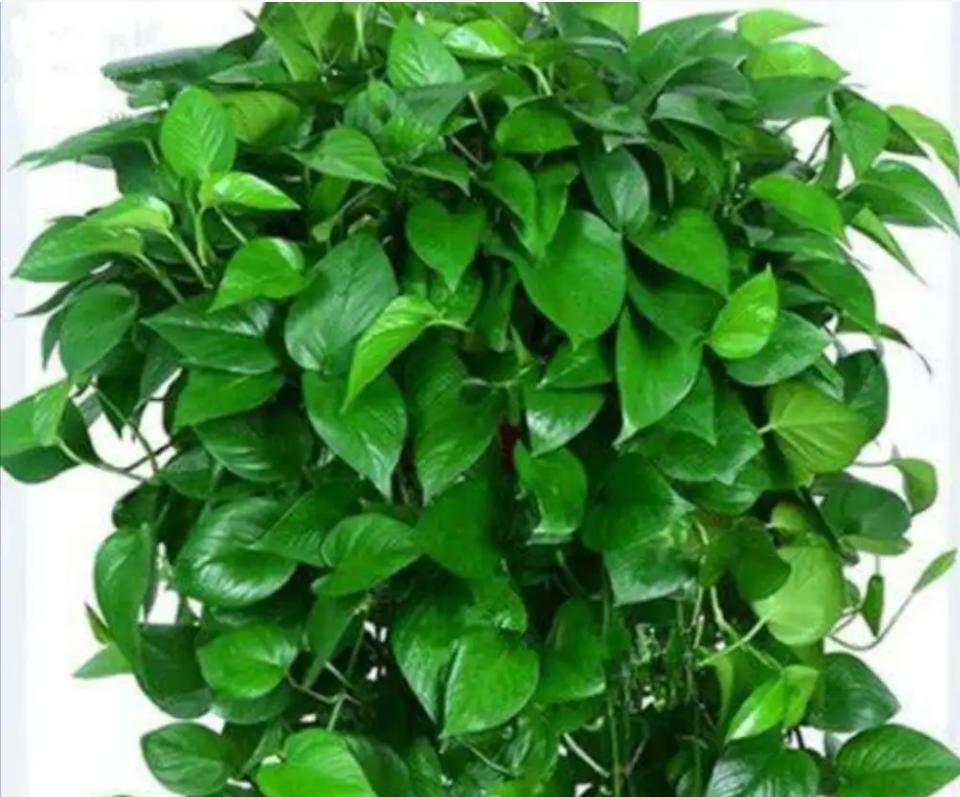 绿萝生命之花称号,生命之花绿萝