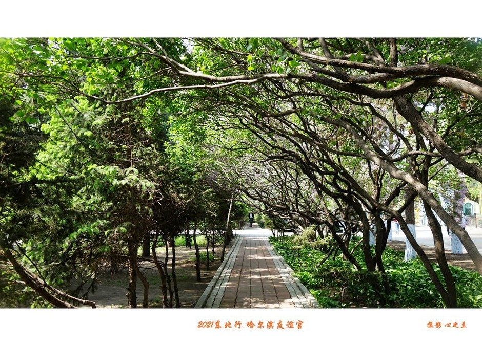 冬游哈尔滨八大必游景点,哈尔滨三日游必去的景点731