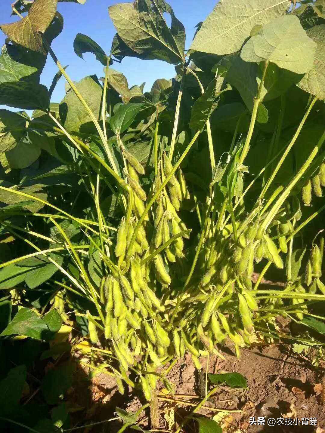 种大豆施什么化肥大豆能高产,大豆高产打什么药水大豆饱满