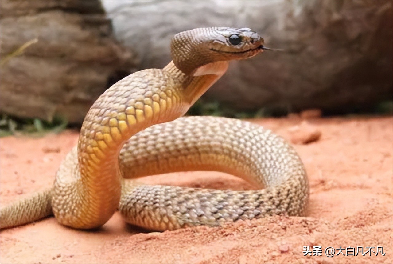 五毒之王排行榜,五毒之王是谁