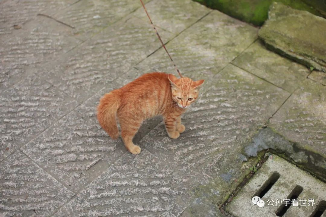 徜徉在古色古香,徜徉于千年古城老街