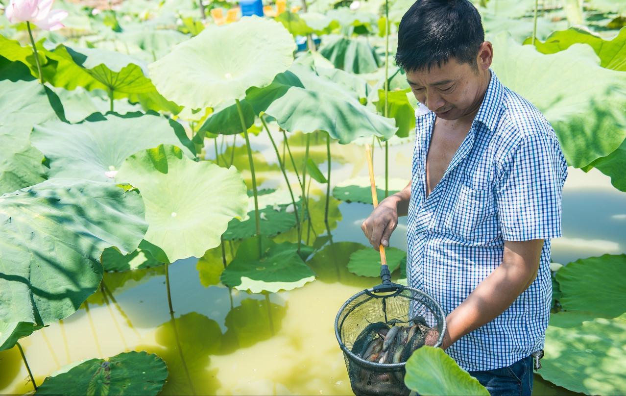 泥鳅养殖病害防治方案,养殖泥鳅易出现的病害