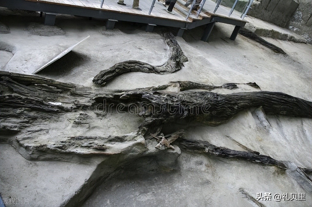 阴沉木也被称为乌木，哪些木才能称为阴沉木，都有哪些特征？