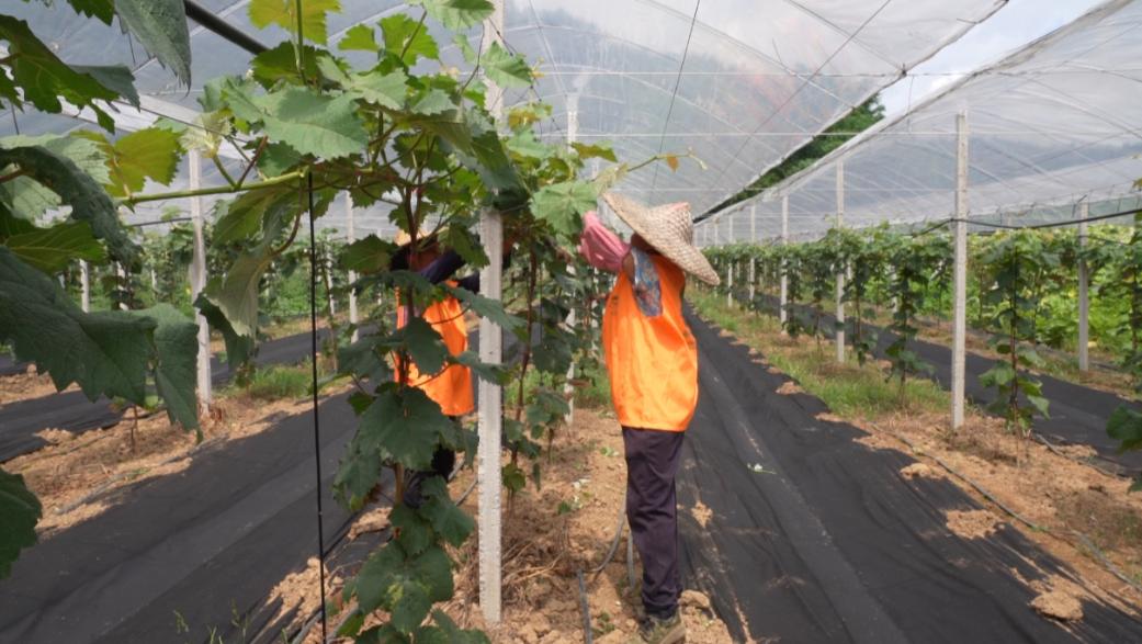 打造乡村特色葡萄产业,特色农业葡萄产业园助力乡村振兴