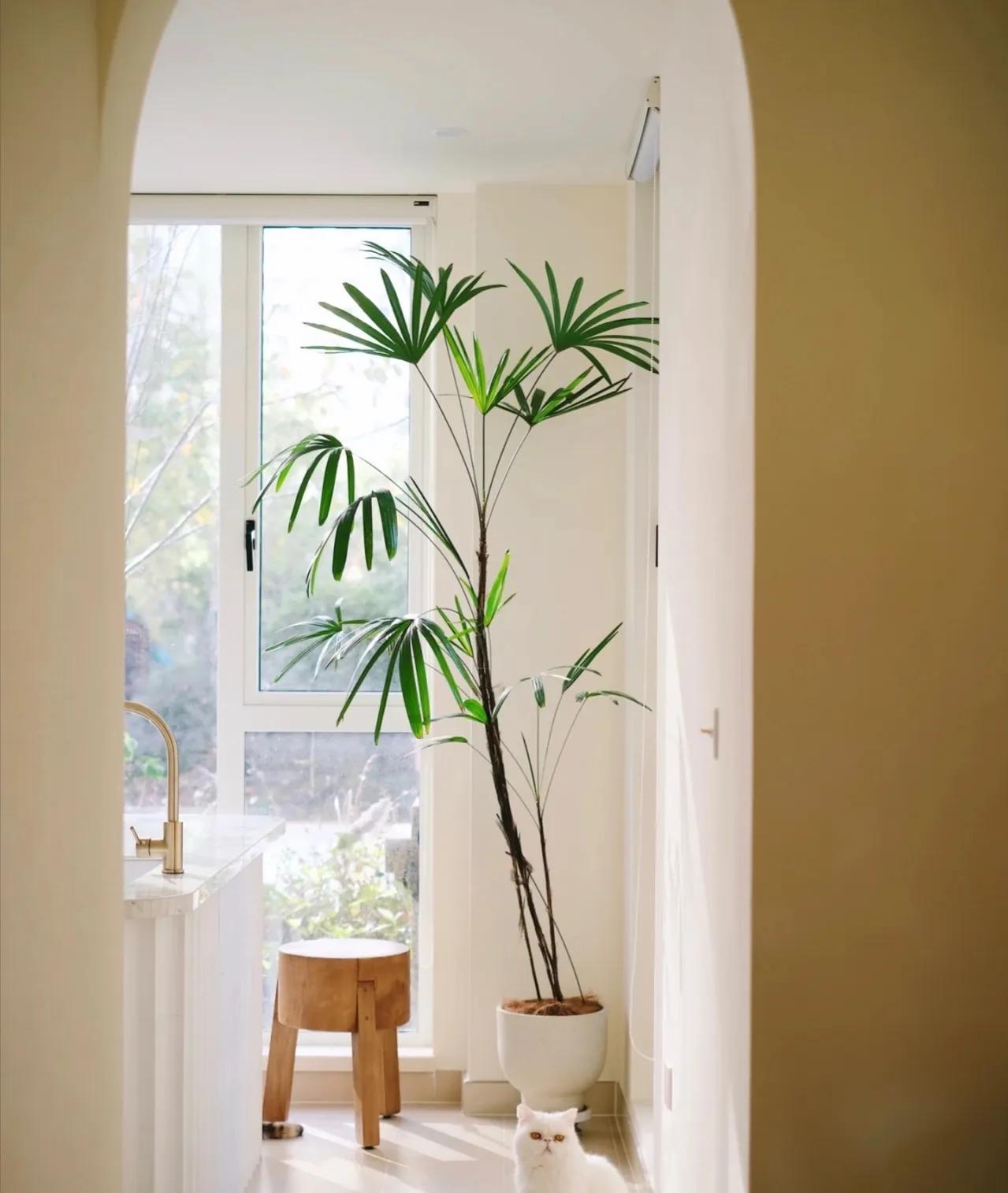 最好养的客厅一对大盆绿植,适合客厅养的十款大盆绿植