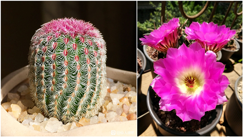 仙人球红太阳最大冠幅,十大爱开花的仙人球品种