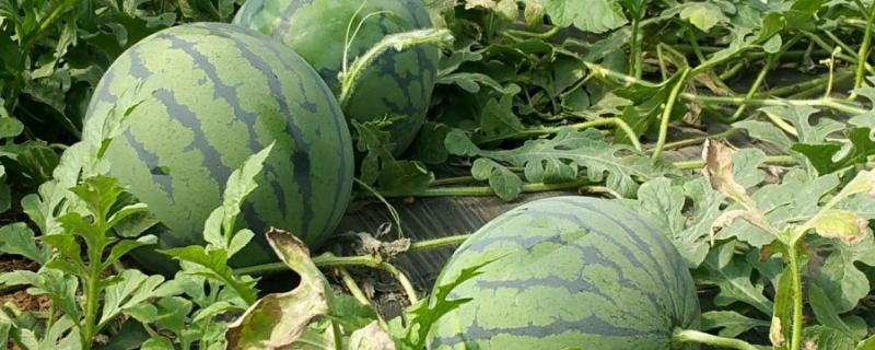 大棚西瓜苗高温天气如何移栽,大棚育西瓜苗怎么防高温烧苗