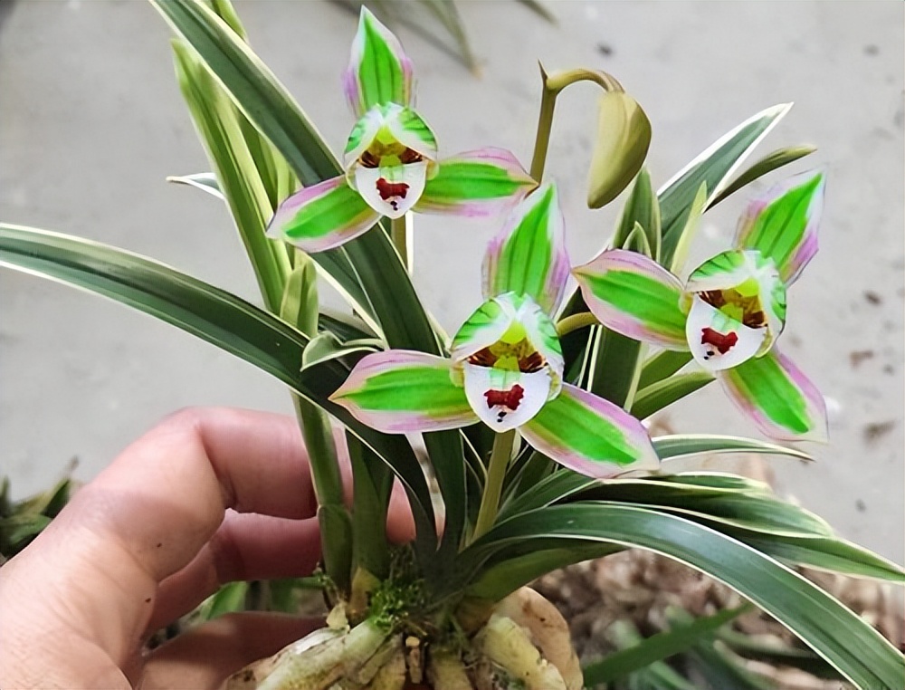 好养又香又便宜的金边兰花品种,顶级矮种金边兰花