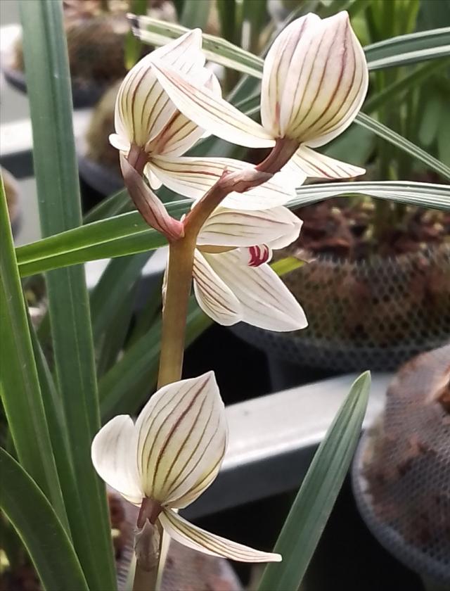 莲瓣兰精品花色排名,莲瓣兰的名品图片