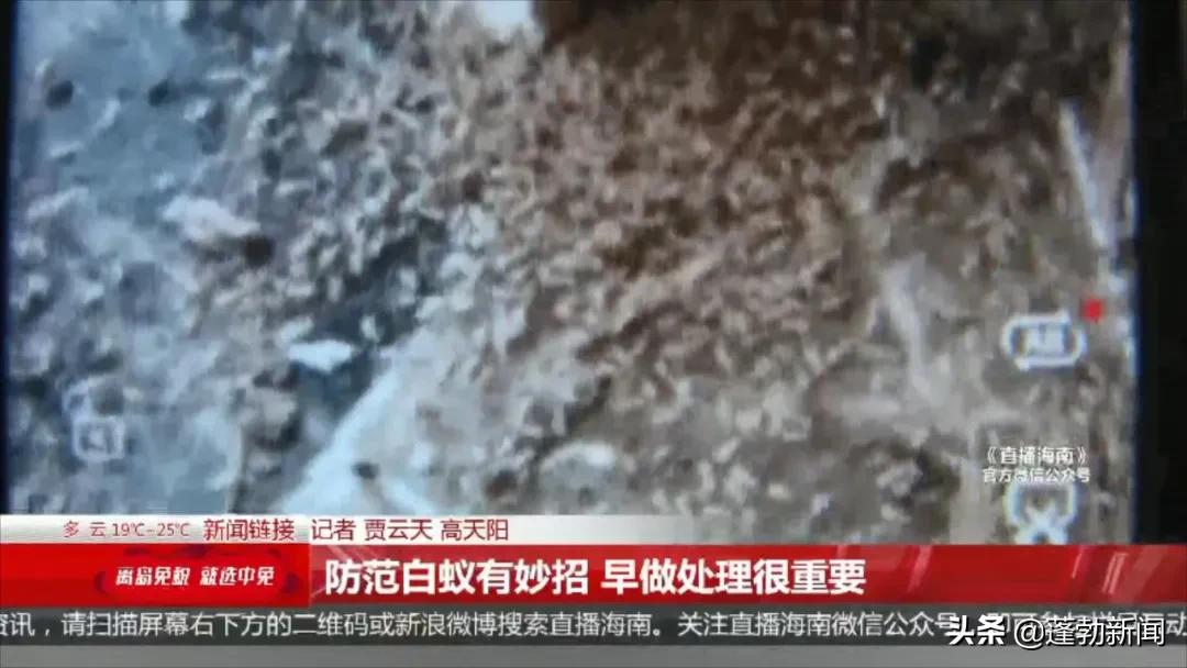 大量白蚁在家中筑巢啃噬家具，令人头皮发麻！如何防范看这里→