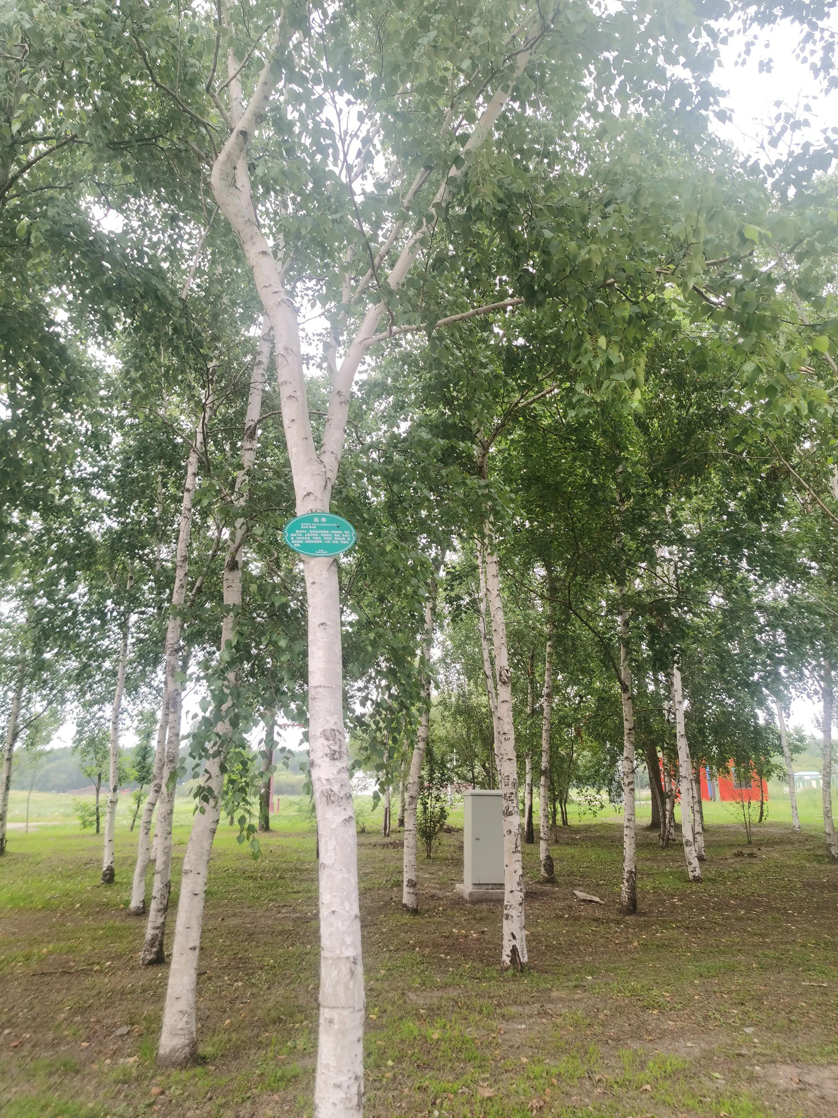 哈尔滨太阳岛一日游详细攻略,哈尔滨太阳岛风景区