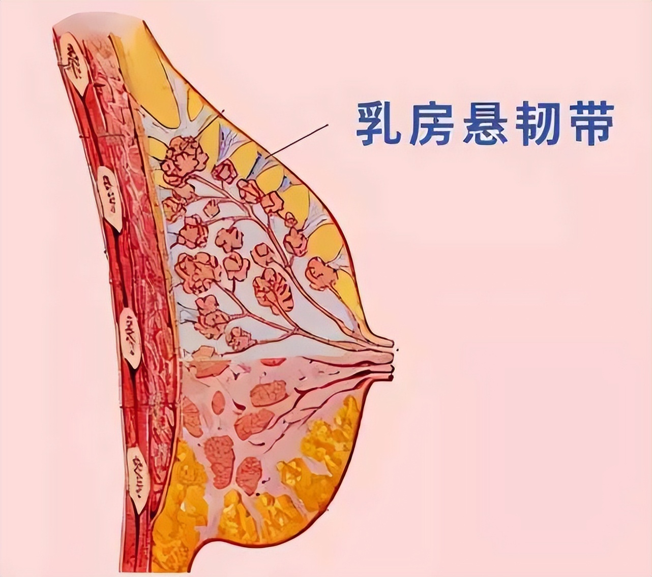 乳房缩小整形术有效吗多少钱,乳房缩小整形术最新进展