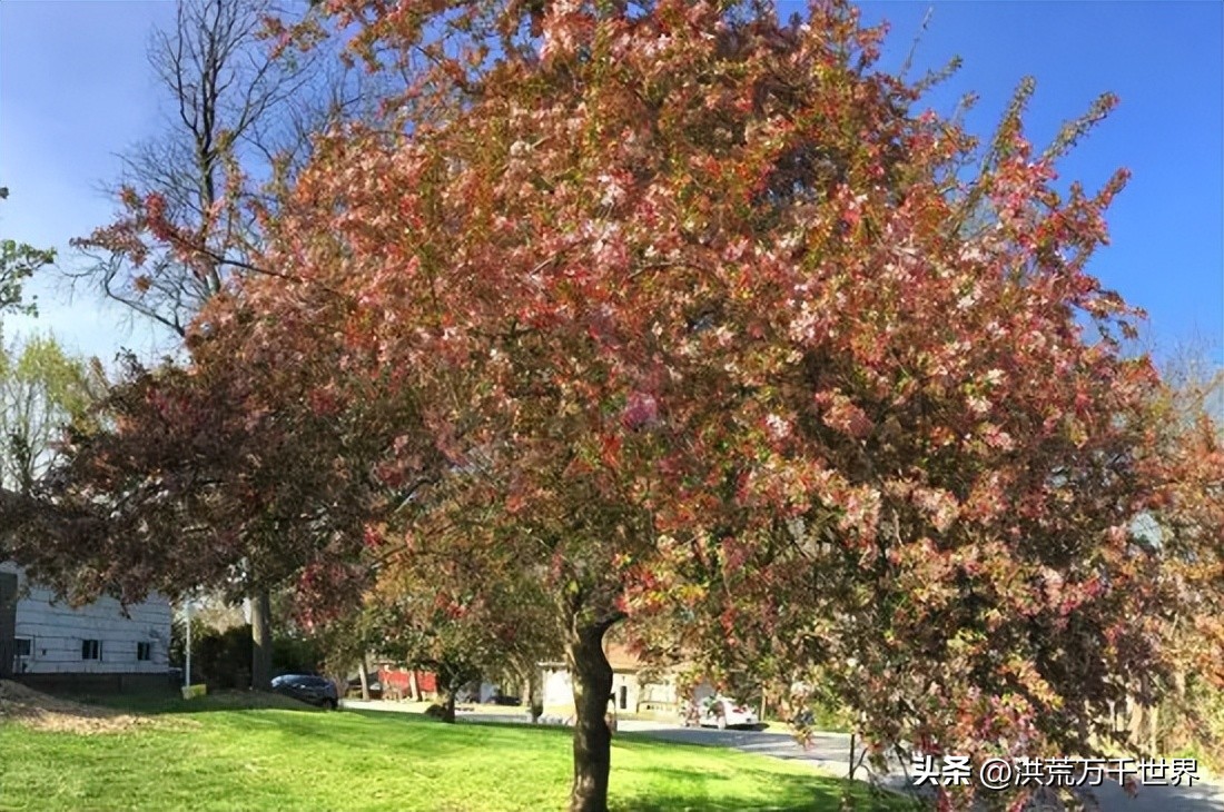 金玉满堂树,金玉满堂指哪几种树