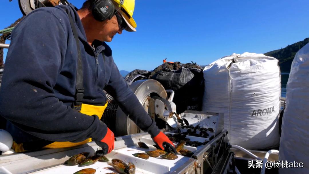 夜宵海鲜高蛋白,晚上夜宵吃什么海鲜不发胖