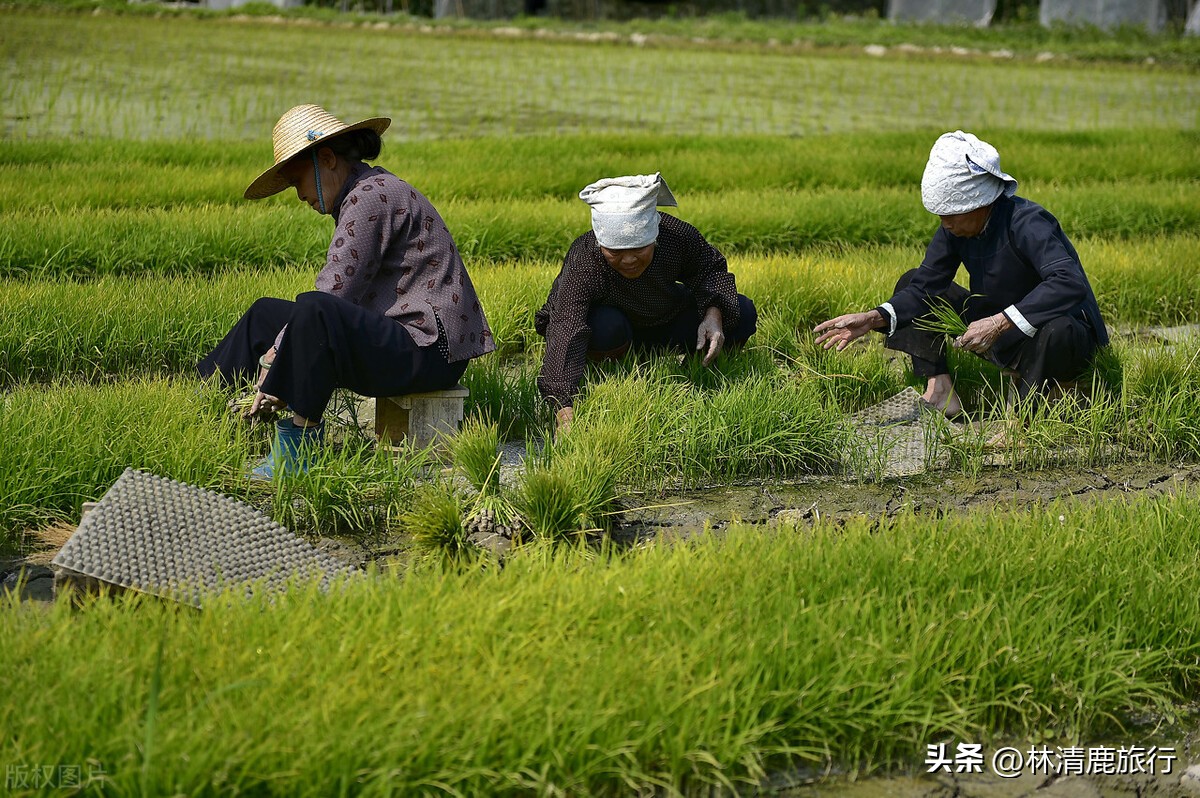 广西贺州全国唯一一个长寿之乡,广西巴马长寿村有多少长寿老人