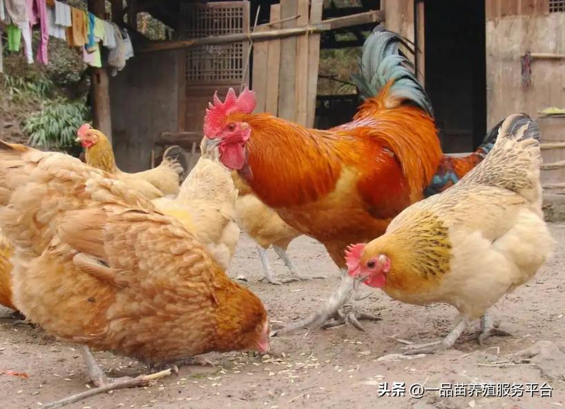 散养鸡得鸡痘怎么用药,养鸡长鸡痘要吃什么药