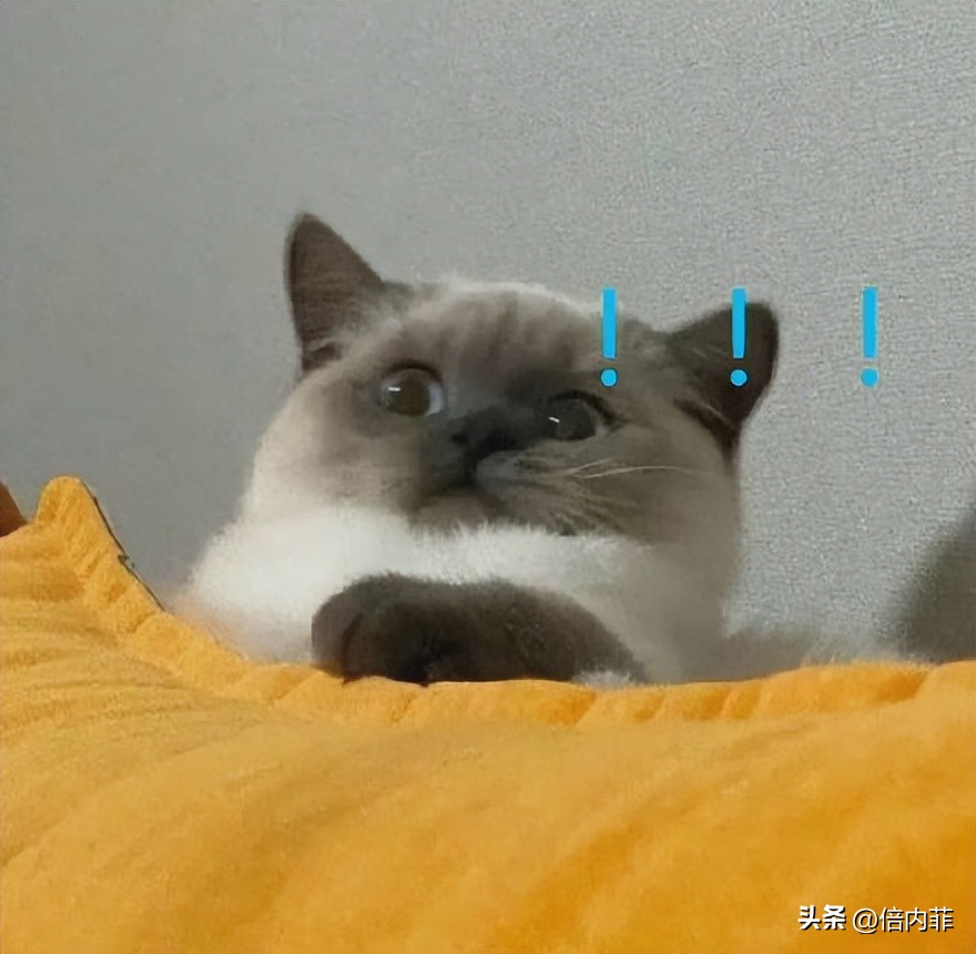 让我看看有多少人中了：猫晒太阳能补钙的*局骗**？