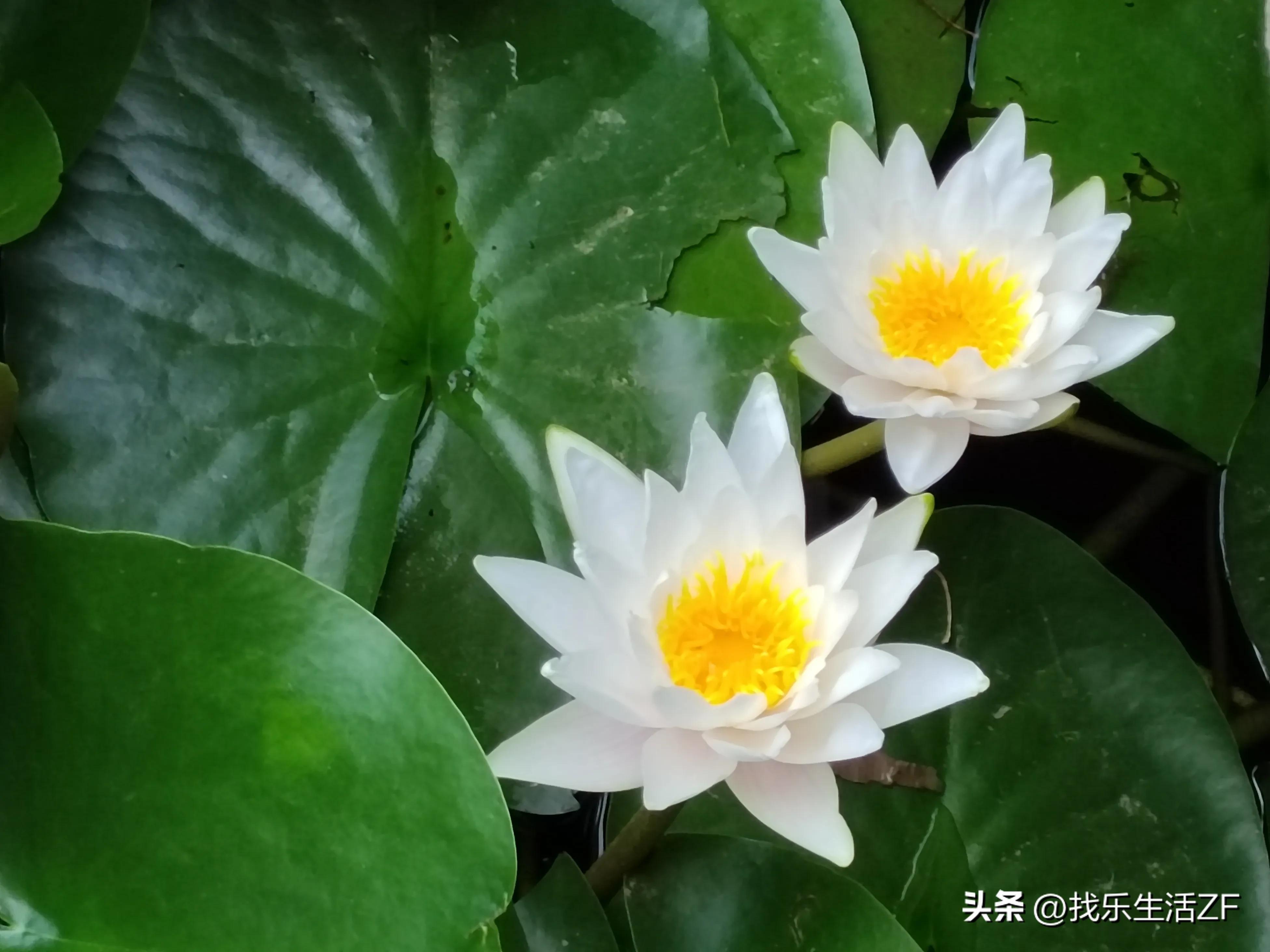 十大名花荷花排名,荷花是夏季里最美丽的花之一