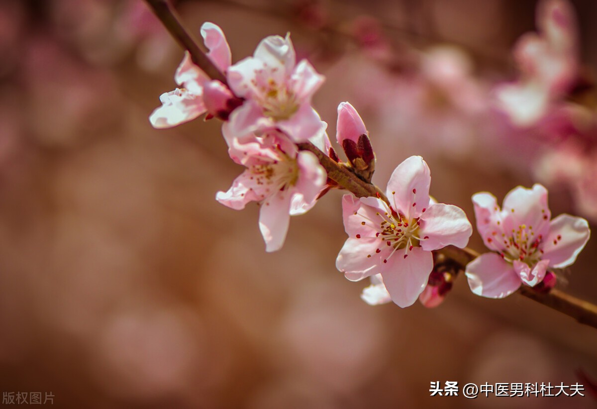 六味地黄汤经方,六味地黄汤如何治疗消渴病
