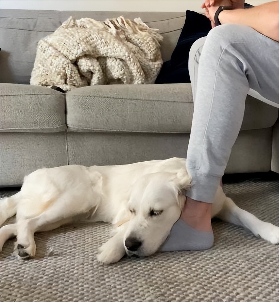 狗狗不拴绳怎么训练,狗狗胆小粘人怎么训练分离