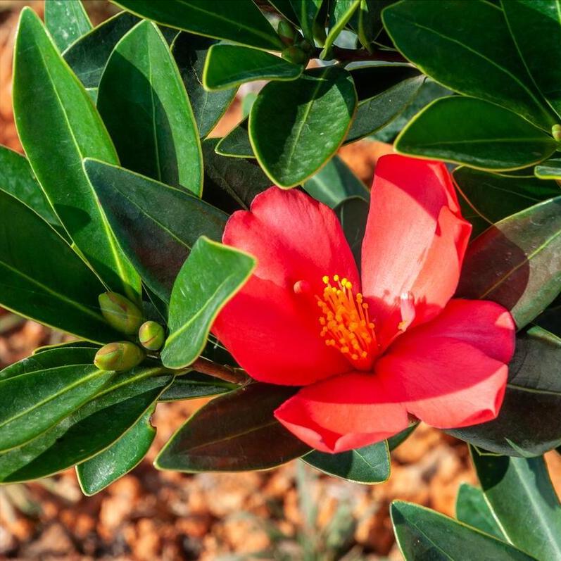 四季茶花树的黄叶掉叶有什么办法,四季杜鹃茶花掉叶子的补救方法