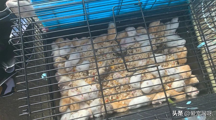 小仓鼠身上的细菌对人体有危害吗,榉木对仓鼠有危害吗