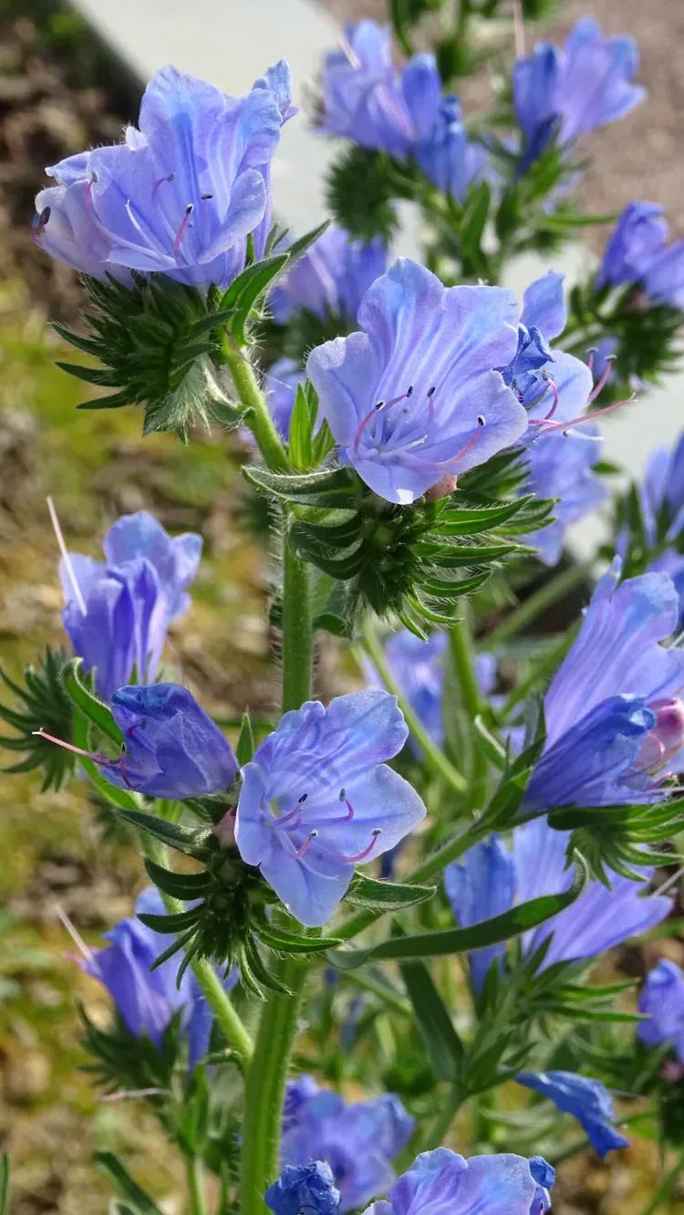 罕见漂亮的鲜花,全球最漂亮的鲜花