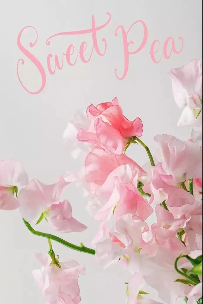 三月花事Vol.2|那些属于女神们的花