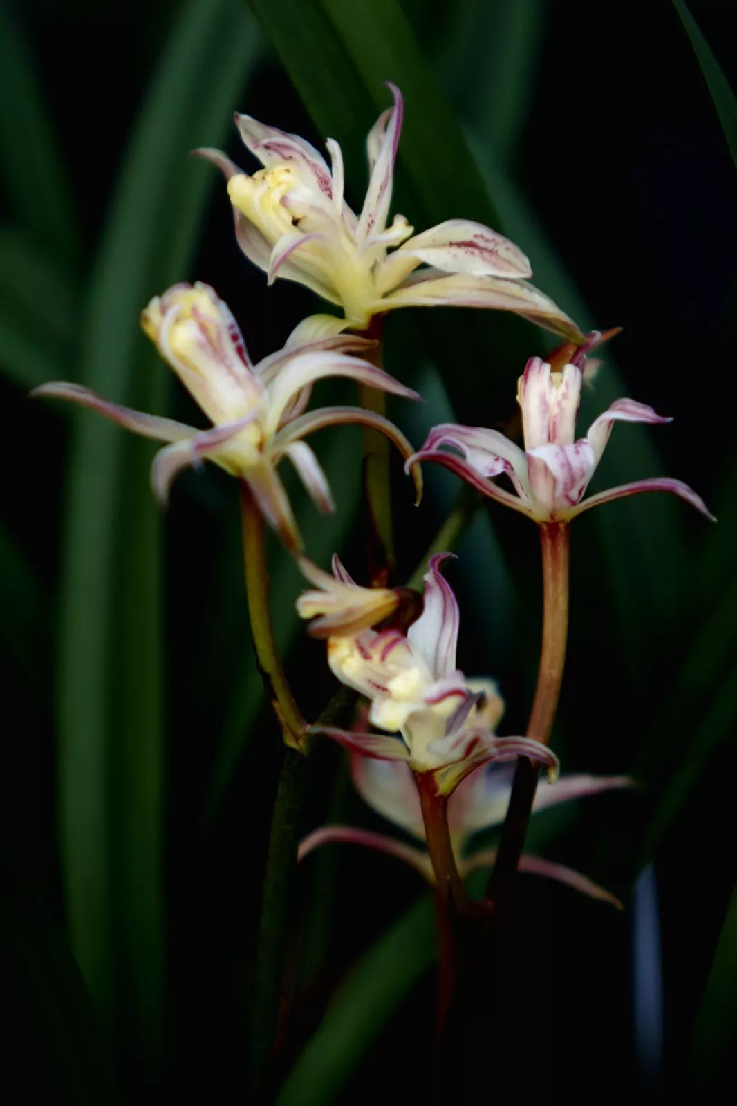 letsgo一周目攻略,letsgo图鉴攻略