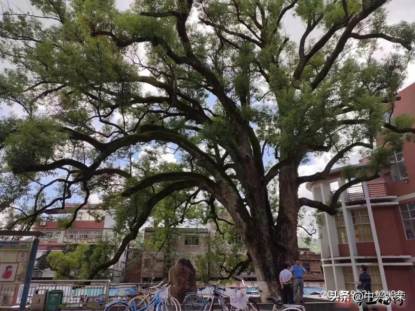 举办一场足球比赛,渴望今年的比赛