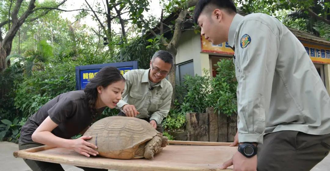 长隆动物园酒店两天一晚旅游攻略,长隆2天1夜熊猫酒店旅游攻略