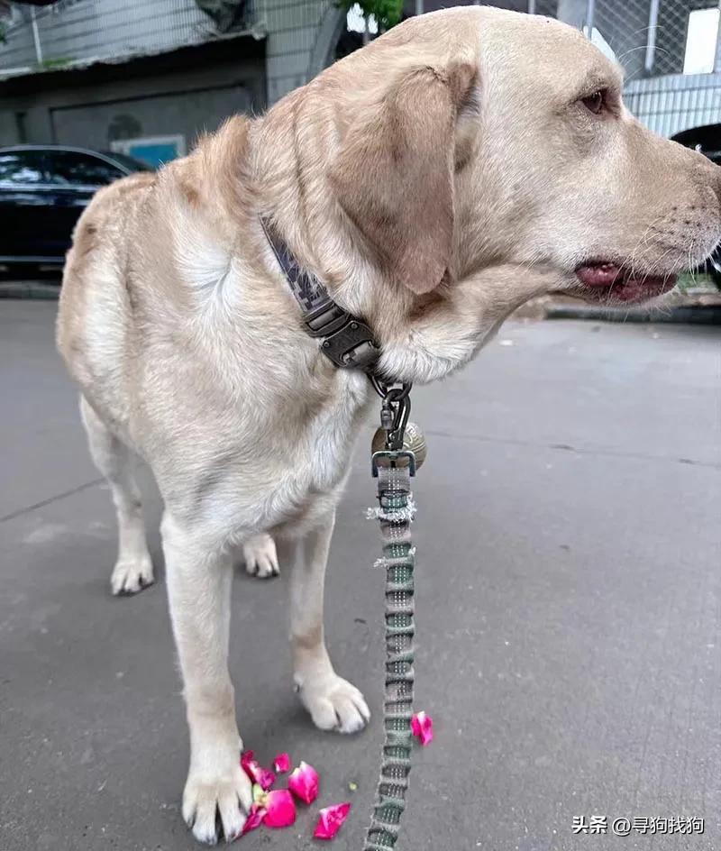 台州温岭拉布拉多犬舍排名,台州寻狗拉布拉多