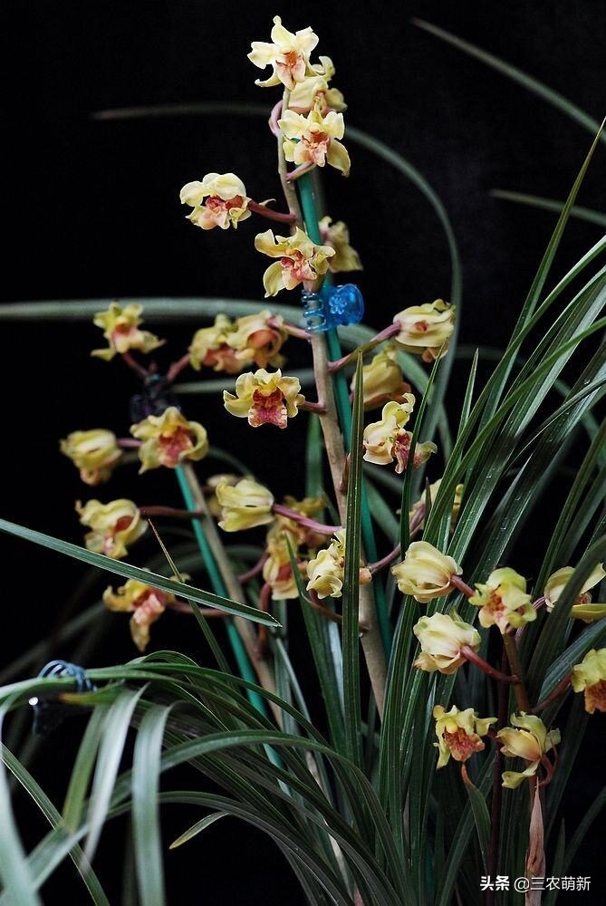 十大名贵兰花及名称,名贵的兰花名