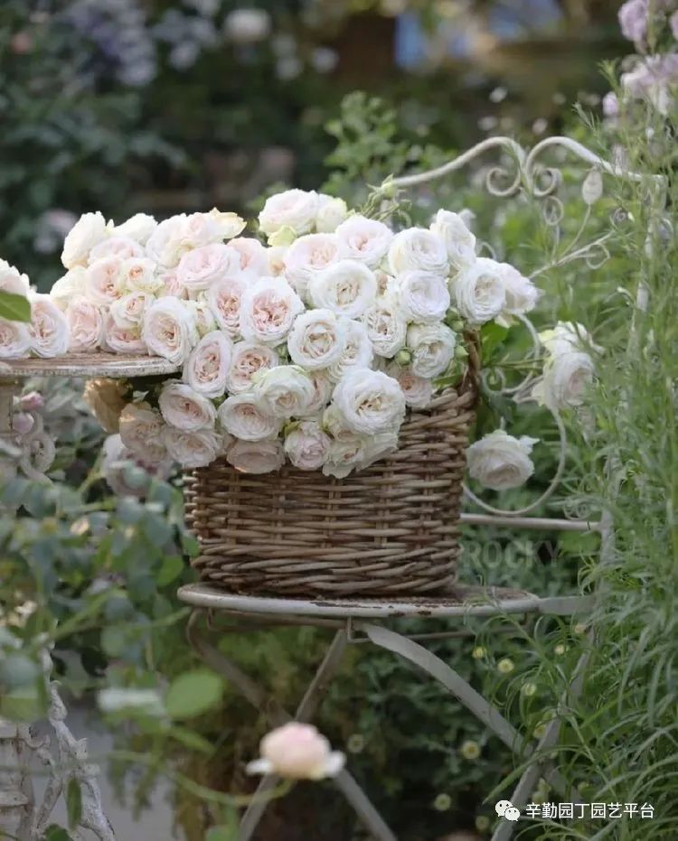 第八届园丁奖露台组《030号》洛基花园