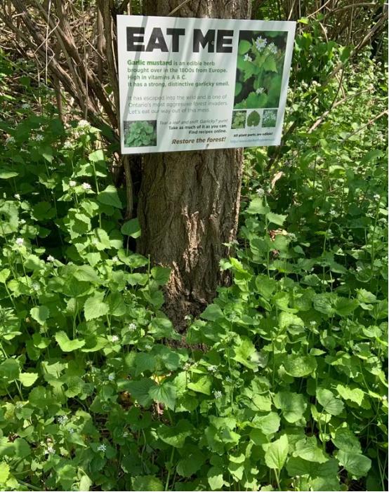 华人美国挖野菜，吃罚单？在纽约是这样挖蕨菜、韭菜、荠菜的