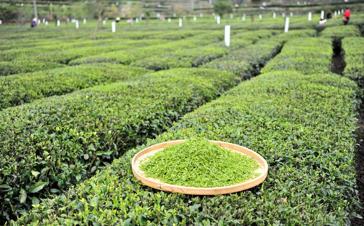 怎么区分白茶红茶乌龙茶和普洱茶,黑茶绿茶白茶红茶乌龙茶如何冲泡