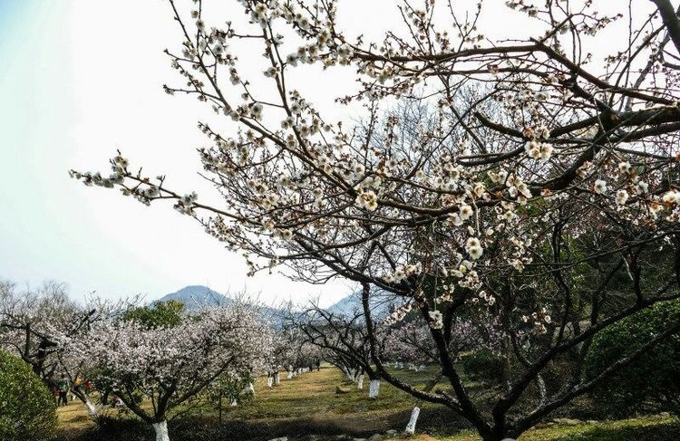 苏州冷门但好看的地方,苏州冷门园林
