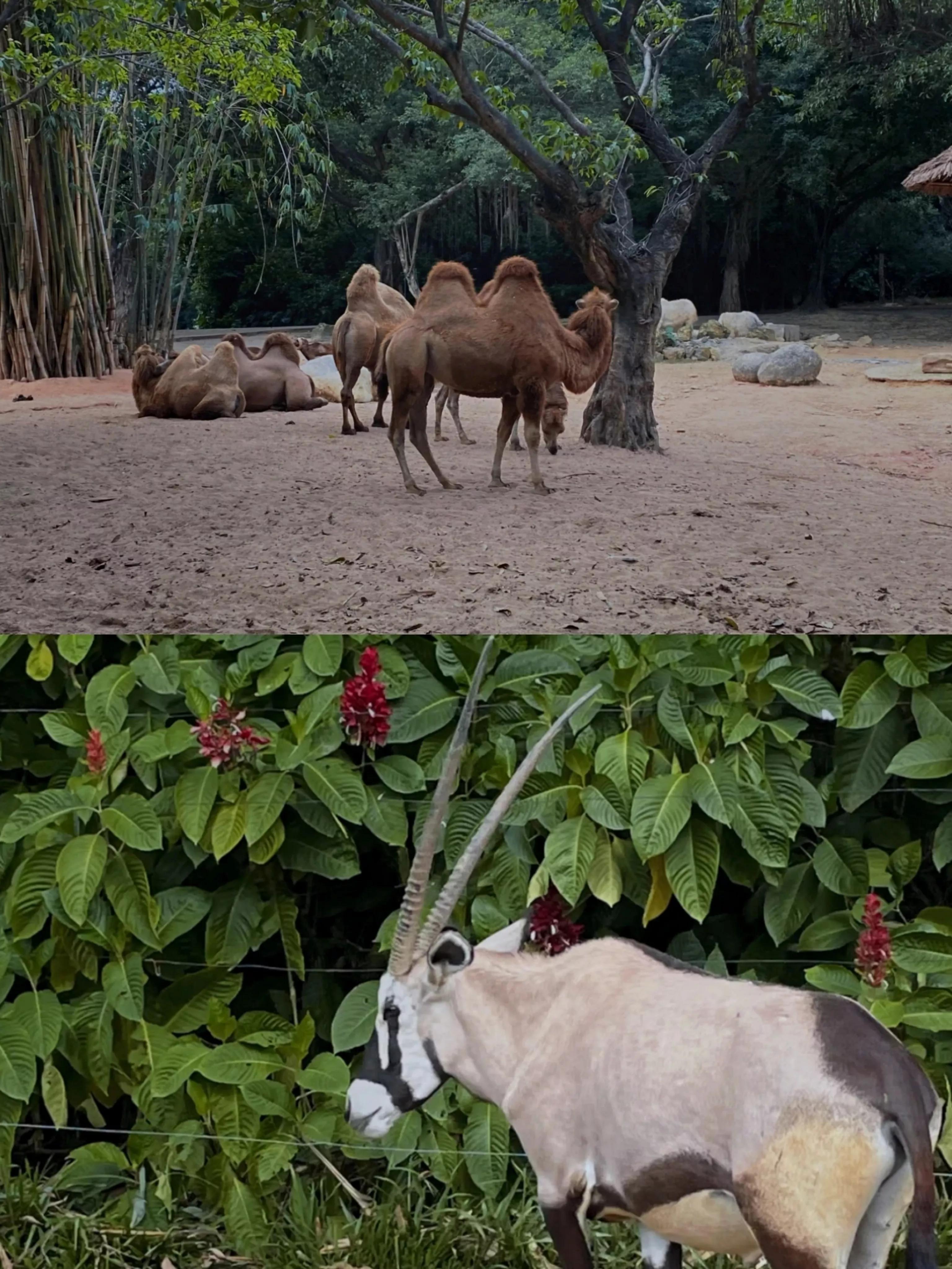 研学亲子游广州长隆野生动物园,长隆动物园攻略亲子游开车