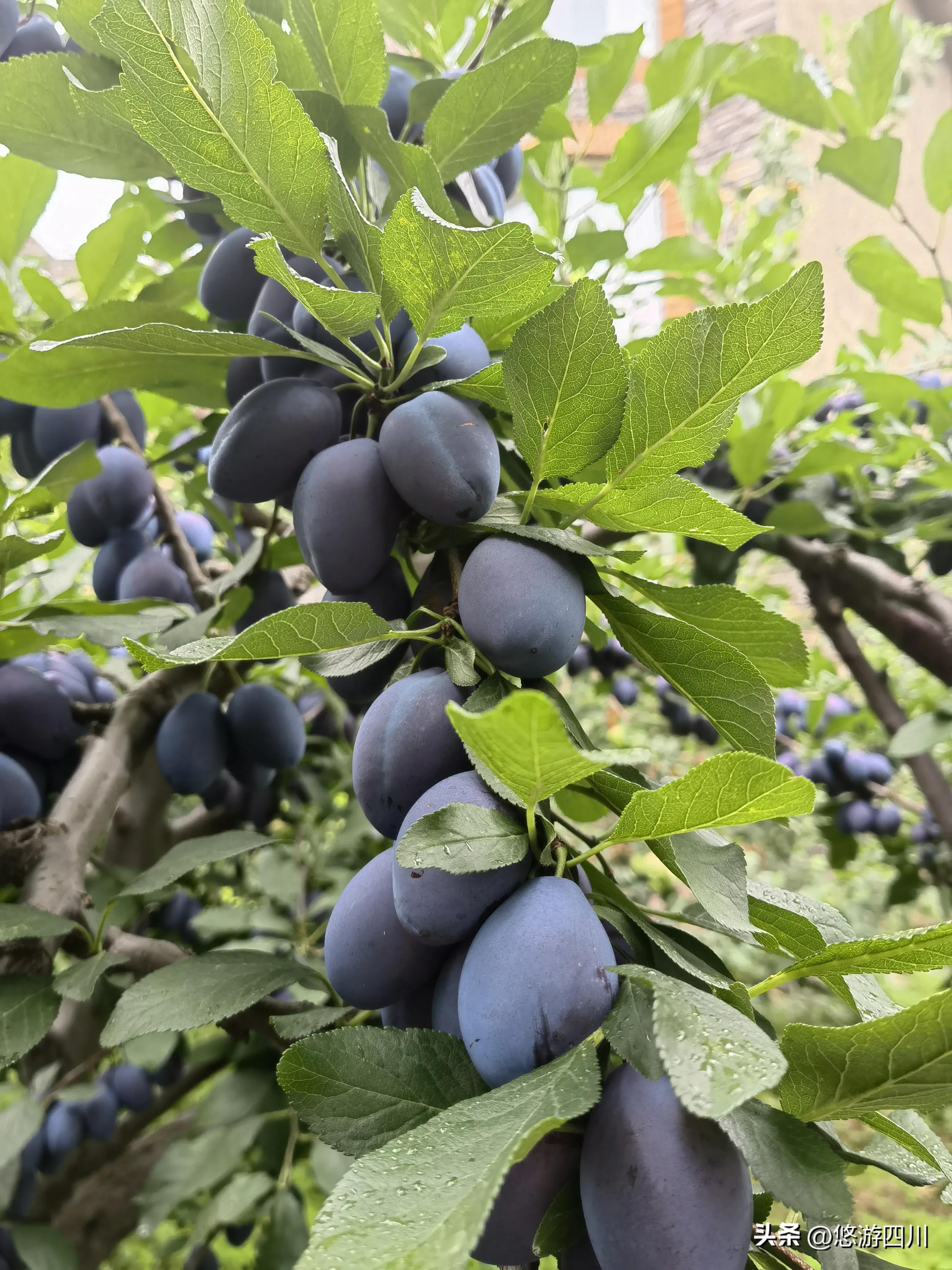 千亩猕猴桃助力乡村发展倍增,七大产业集群引领三农高质量发展