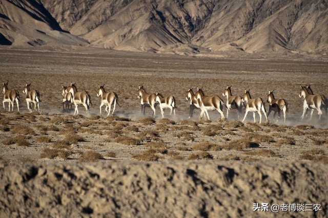 夏季的草原牧民是怎么防狼的,草原上狼群对羊的危害