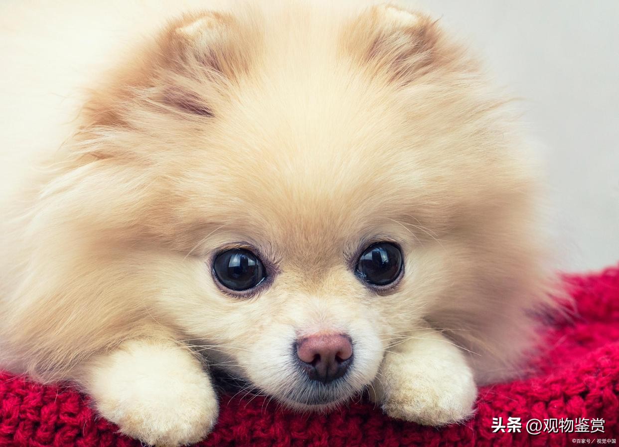 迷你小狗推荐便宜好养,迷你小狗好养活