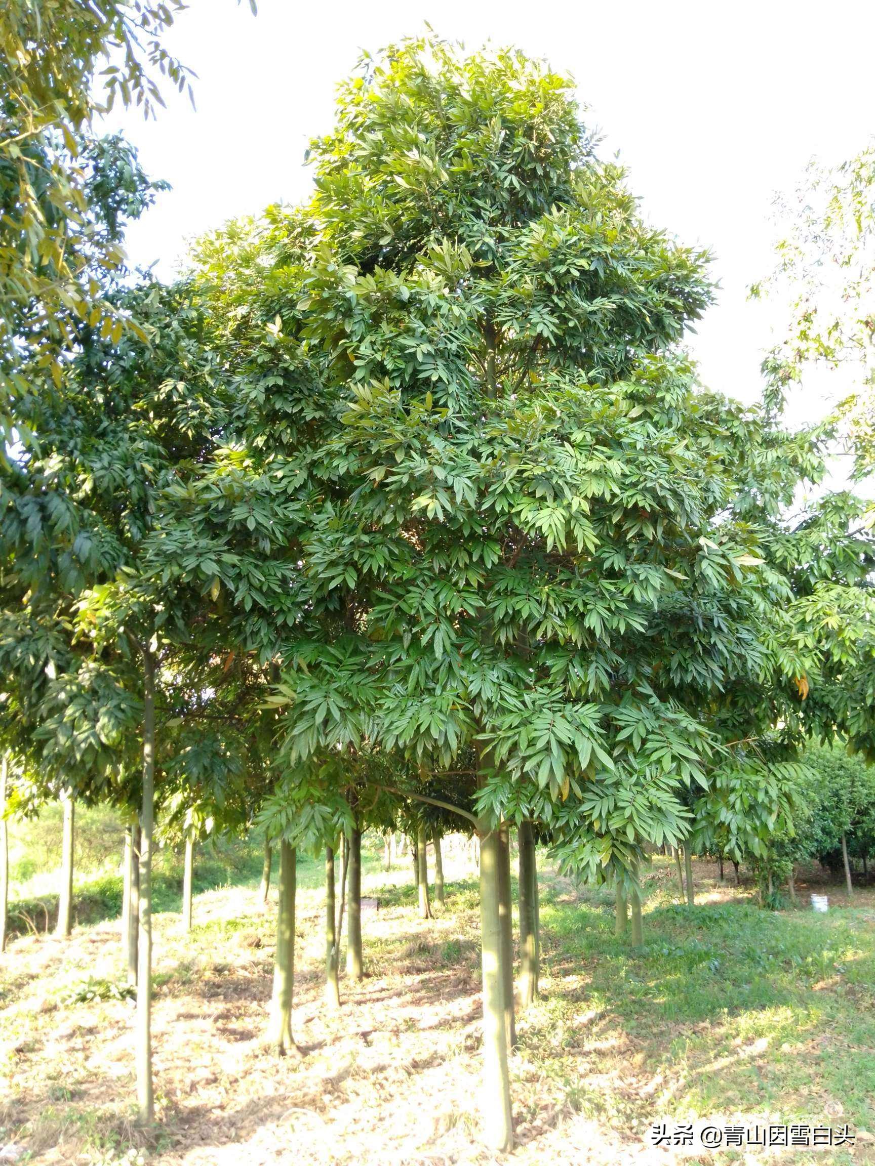 花榈木用途,精品花榈木