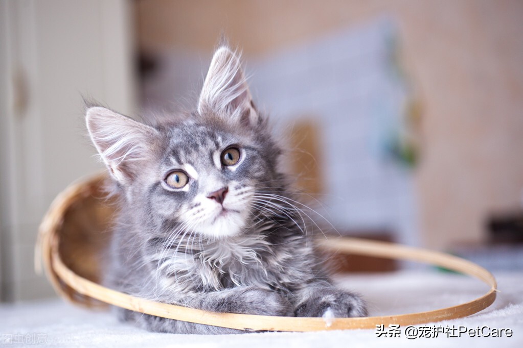 木糖醇多少能使狗致死,木糖醇能把狗毒死吗