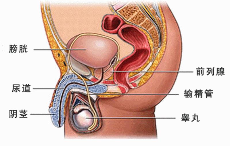 前列腺钙化有什么危害该怎样治疗,前列腺钙化有什么影响及后果