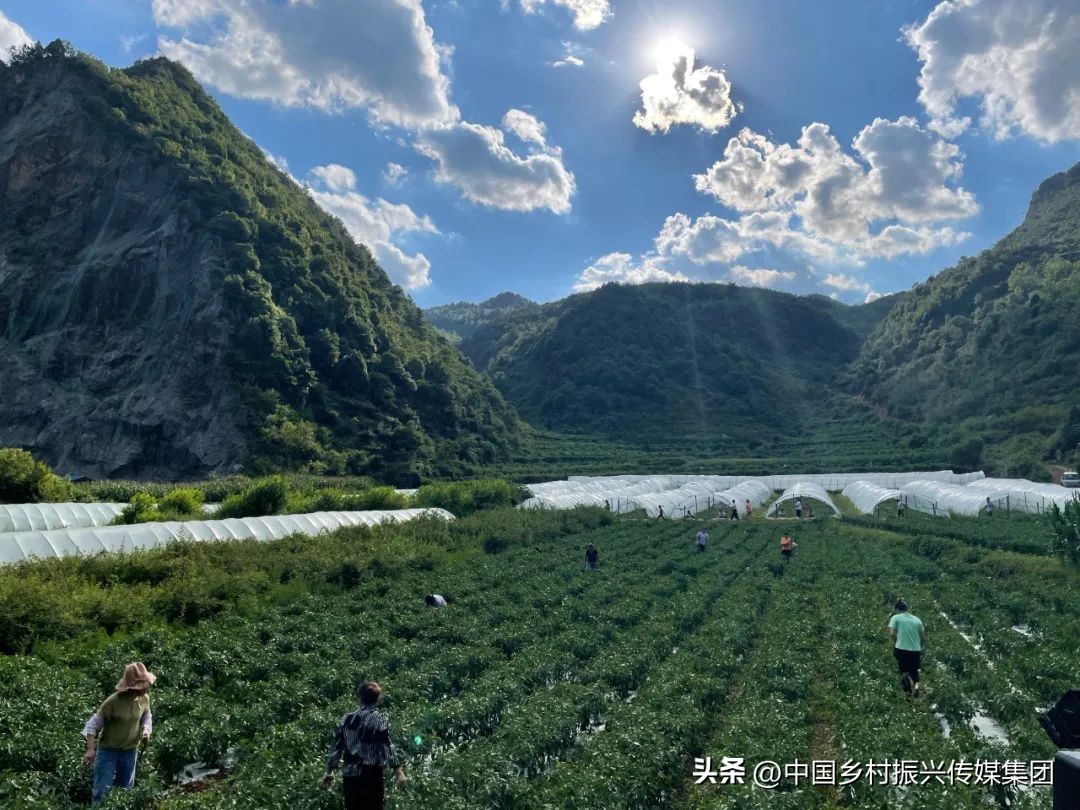 政府扶持乡村振兴的项目有哪些,2024乡村振兴政府补贴重点项目